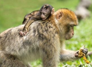Jakie małpy są w Tajlandii?