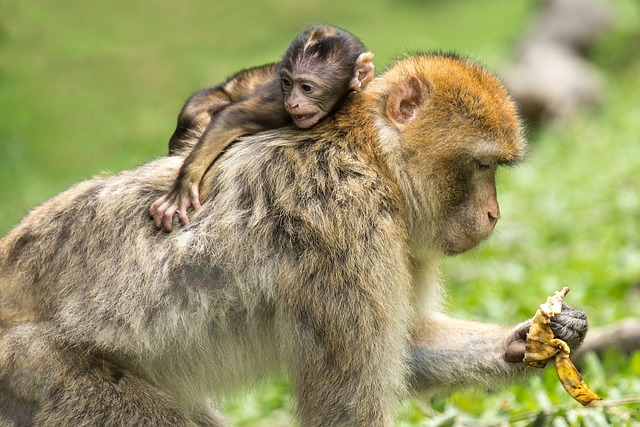 Jakie małpy są w Tajlandii?